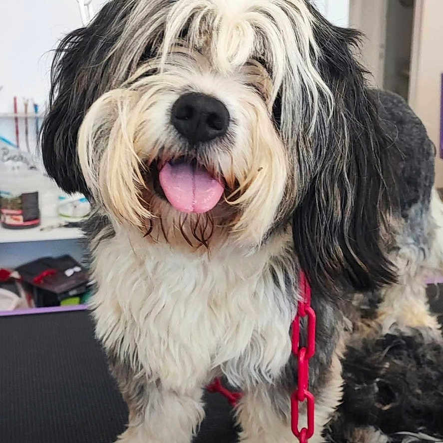 Bulle a rejoint le concours — aidez-le/la à gagner de superbes lots ! dog, pet, grooming, fur, tongue, happy, indoor, table, chain, black_and_white, cute, animal, canine, fur_texture, tongue_out, smiling, collar, leash, background_objects, social_media_interface