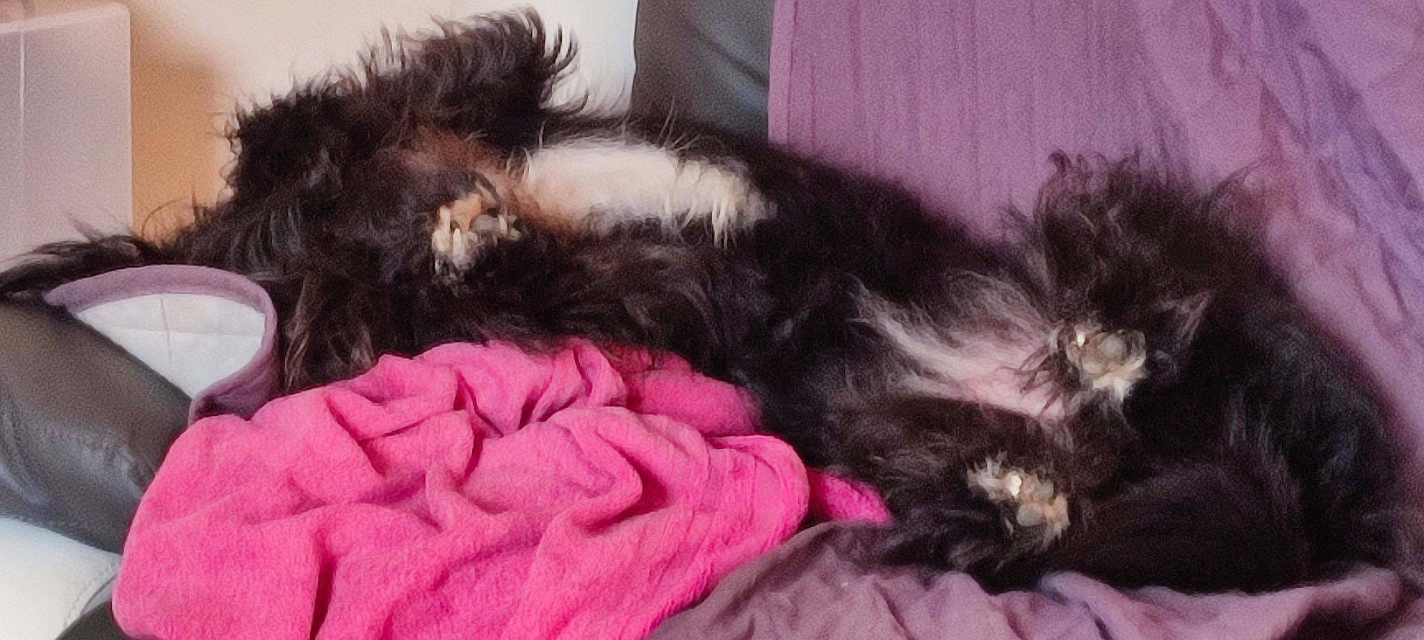 Andgy a rejoint le concours — aidez-le/la à gagner de superbes lots ! black_cat, canidae, carnivore, cat, claw, comfort, companion_dog, dog_breed, ear, felidae, fur, magenta, nap, paw, small_to_medium_sized_cats, snout, sporting_group, tail, terrestrial_animal, whiskers