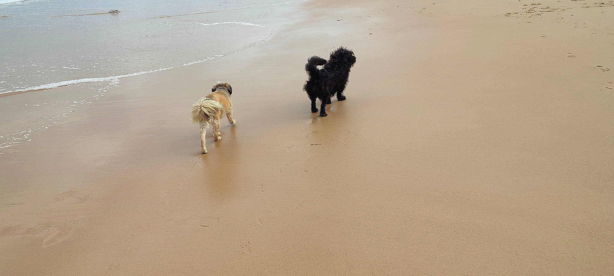 Mégane participe au concours pour gagner de l'argent avec cette photo : beach, carnivore, companion_dog, dog, dog_breed, fawn, landscape, liquid, non_sporting_group, ocean, sand, shadow, sporting_group, tail, water, wind_wave, working_animal, working_dog