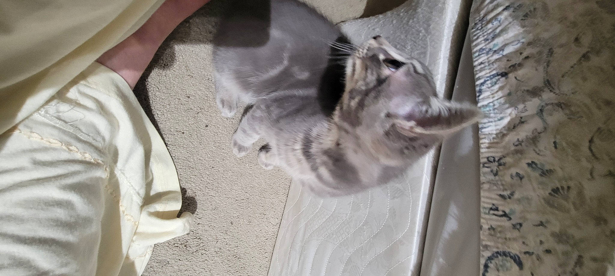 Noah Greyson Princey joined the competition — help win amazing prizes! animal_shelter, canidae, carnivore, cat, comfort, dog_breed, domestic_short_haired_cat, fawn, felidae, fur, grey, paw, small_to_medium_sized_cats, snout, sporting_group, tail, whiskers