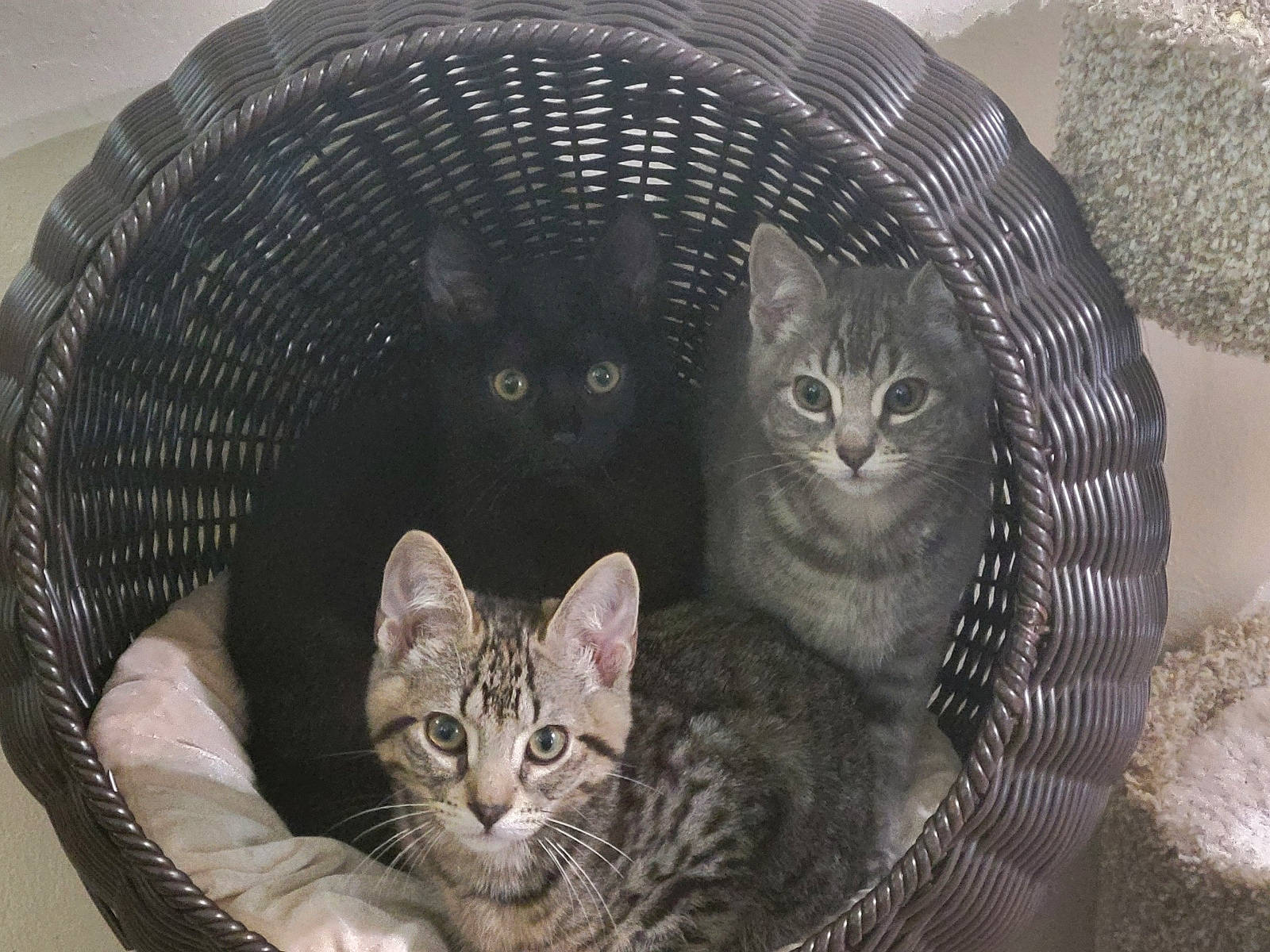 Noah Greyson Princey