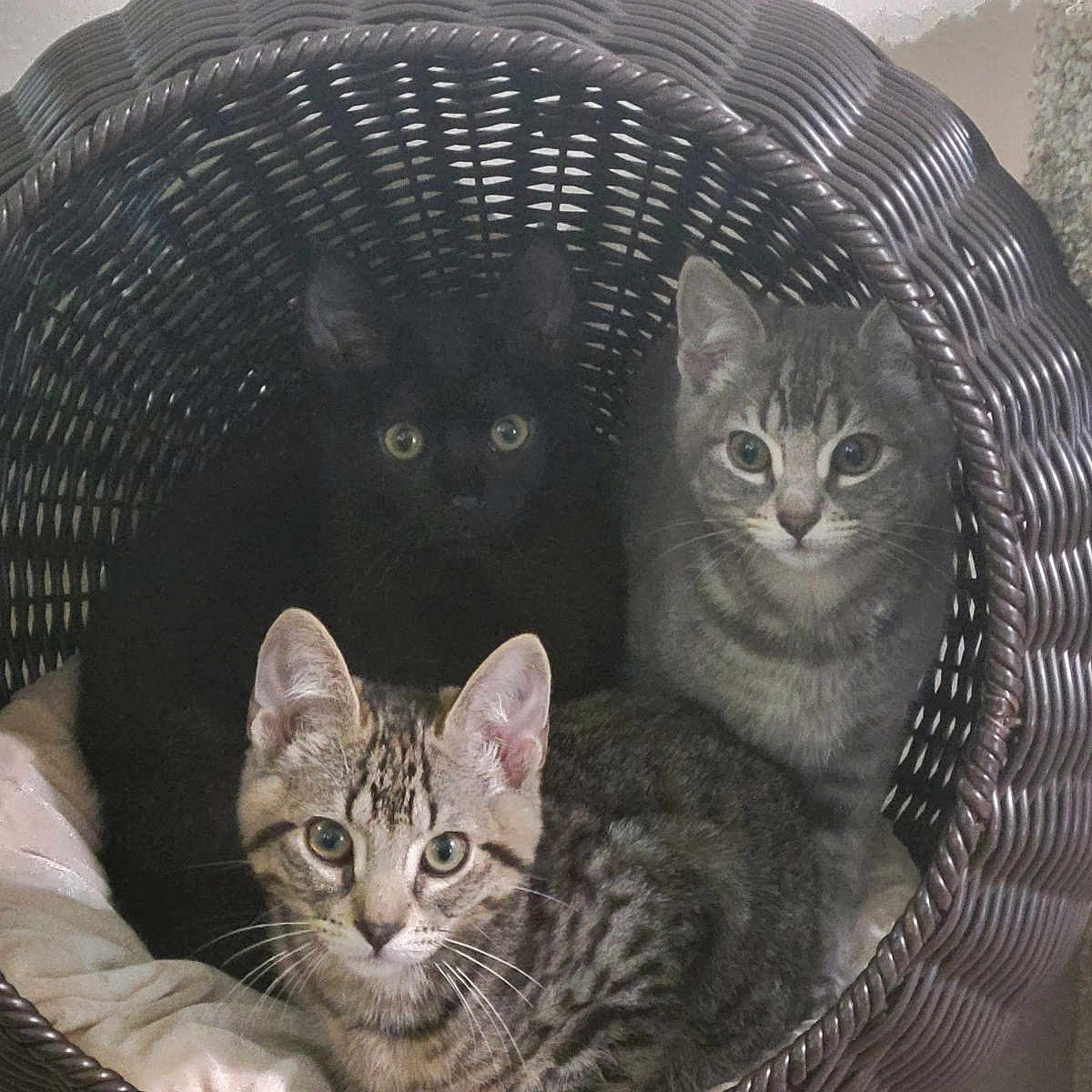 Noah Greyson Princey