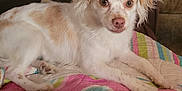 Cinnamon Dior joined the competition — help win amazing prizes! animal, brown_ears, colorful_quilt, companion, couch, curious, cute, dog, domestic_animal, fur, home, indoor, laying_down, looking_at_camera, pet, quilt, relaxed, small_dog, tan_spots, white_dog