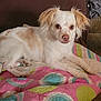 animal, brown_ears, colorful_quilt, companion, couch, curious, cute, dog, domestic_animal, fur, home, indoor, laying_down, looking_at_camera, pet, quilt, relaxed, small_dog, tan_spots, white_dog