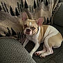 Boxy is registered to the contest to win money with this photo: dog, french_bulldog, puppy, pet, couch, blanket, indoor, brown, white, ears, face, sitting, looking, animal, cozy, fur, cute, relaxed, home, furniture