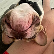 Boxy joined the competition — help win amazing prizes! dog, bulldog, close_up, pet, indoor, resting, snout, ears, person, leg, fur, wrinkles, collar, skin, relaxing, companion, animal, cute, domestic, mammal