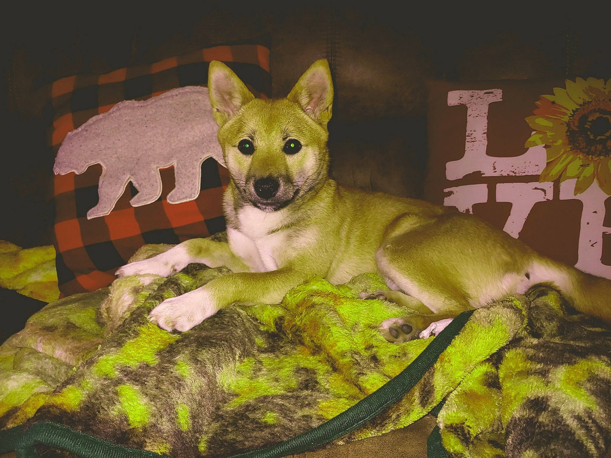 Foxy is registered to the contest to win money with this photo: art, canidae, carnivore, chihuahua, comfort, companion_dog, dog, dog_breed, dog_supply, fawn, felidae, linens, photo_caption, small_to_medium_sized_cats, snout, sporting_group, tail, terrestrial_animal, toy_dog, whiskers