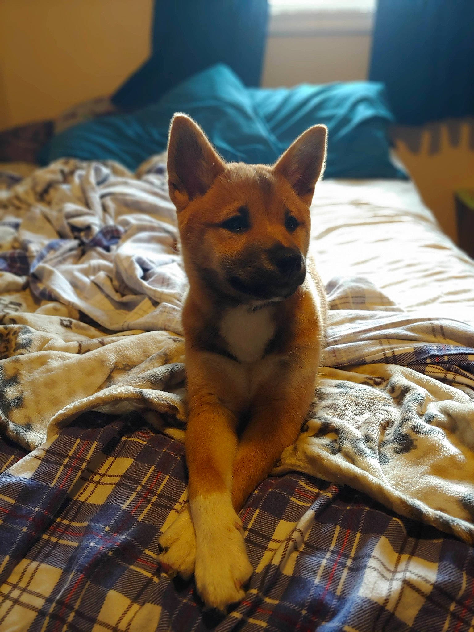 Foxy joined the competition — help win amazing prizes! carnivore, comfort, companion_dog, dog, dog_breed, fawn, felidae, flooring, fur, linens, pattern, plaid, room, small_to_medium_sized_cats, tail, tartan, whiskers, window, wood, working_animal