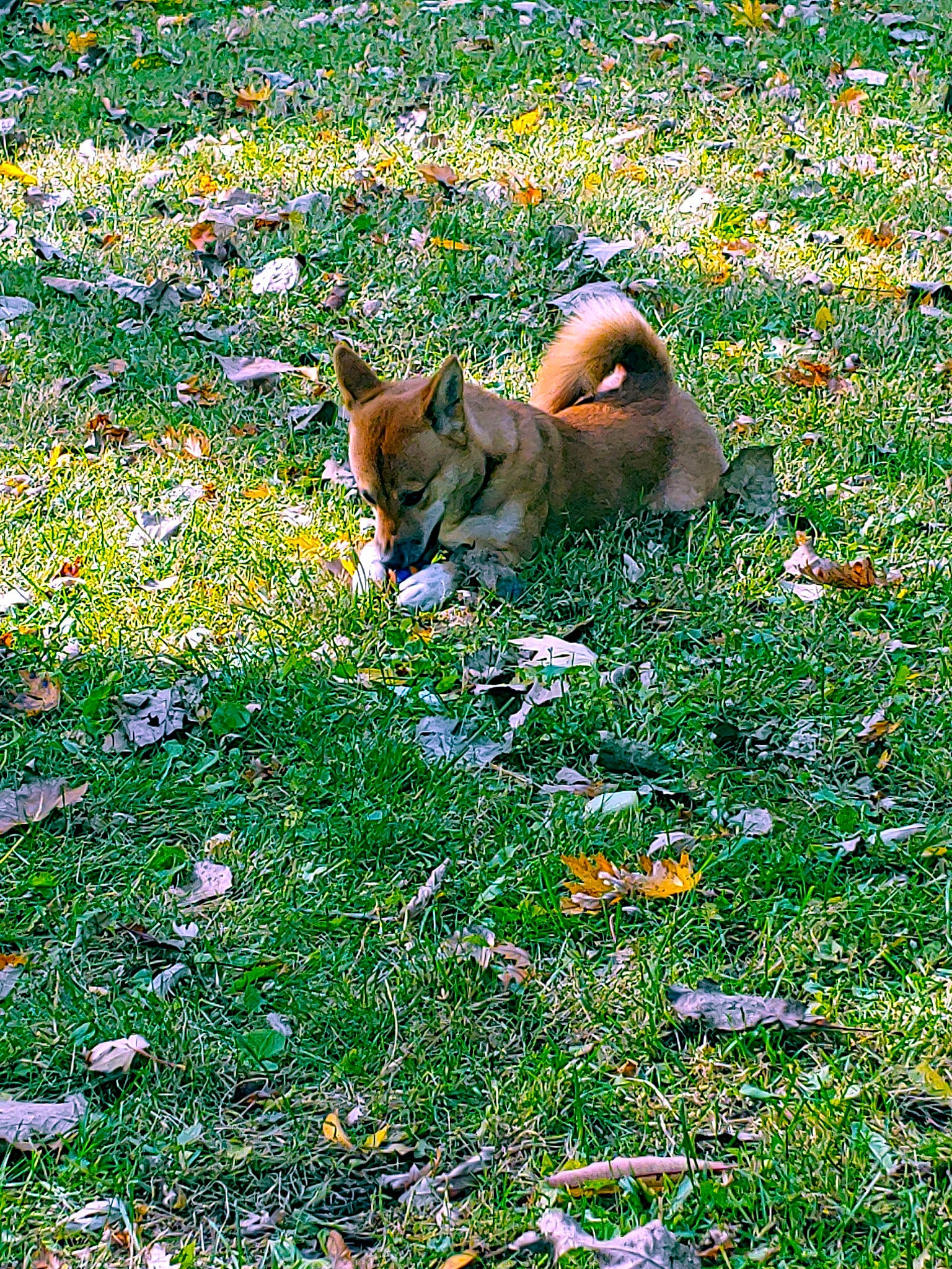 Foxy is registered to the contest to win money with this photo: carnivore, companion_dog, dog, dog_breed, fawn, flower, grass, grassland, groundcover, lawn, meadow, natural_landscape, pasture, people_in_nature, plant, prairie, sporting_group, tail, terrestrial_animal, wildlife