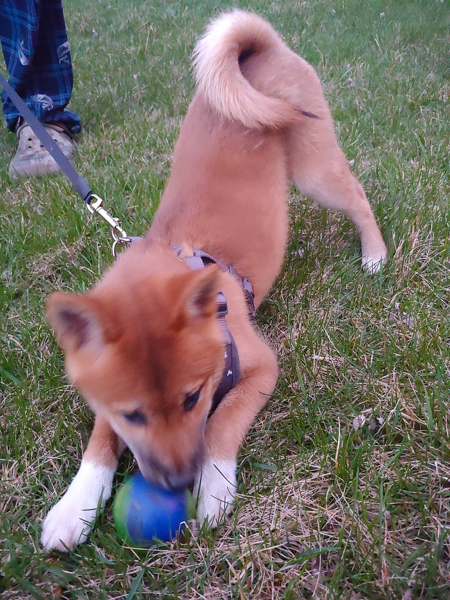 Foxy joined the competition — help win amazing prizes! ancient_dog_breeds, canidae, carnivore, chair, collar, companion_dog, dog, dog_breed, electric_blue, fashion_accessory, fawn, fur, grass, human_leg, pomeranian, soft_drink, spitz, sporting_group, tail, watch