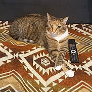Chaussette a rejoint le concours — aidez-le/la à gagner de superbes lots ! cat, tabby_cat, pet, animal, indoor, blanket, patterned_blanket, remote_control, couch, furniture, relaxed, resting, looking_at_camera, whiskers, paws, fur, ears, eyes, home, cozy