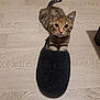 Chaussette a rejoint le concours — aidez-le/la à gagner de superbes lots ! kitten, cat, slipper, floor, tabby, pet, animal, cute, indoor, small, feline, curious, paws, whiskers, ears, tail, domestic, playful, resting, looking_up