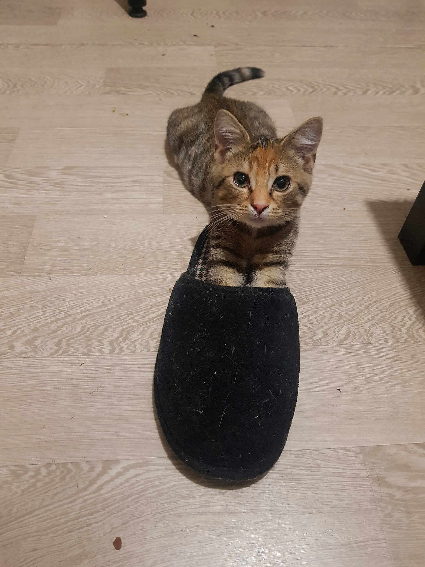 Chaussette a rejoint le concours — aidez-le/la à gagner de superbes lots ! kitten, cat, slipper, floor, tabby, pet, animal, cute, indoor, small, feline, curious, paws, whiskers, ears, tail, domestic, playful, resting, looking_up
