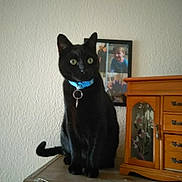 Monkey is registered to the contest to win money with this photo: black_cat, cat, pet, animal, collar, blue_collar, wooden_surface, cabinet, floral_design, framed_photos, children, indoor, home, furniture, portrait, sitting, curious, green_eyes, domestic_cat, wall