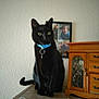 animal, black_cat, blue_collar, cabinet, cat, children, collar, curious, domestic_cat, floral_design, framed_photos, furniture, green_eyes, home, indoor, pet, portrait, sitting, wall, wooden_surface