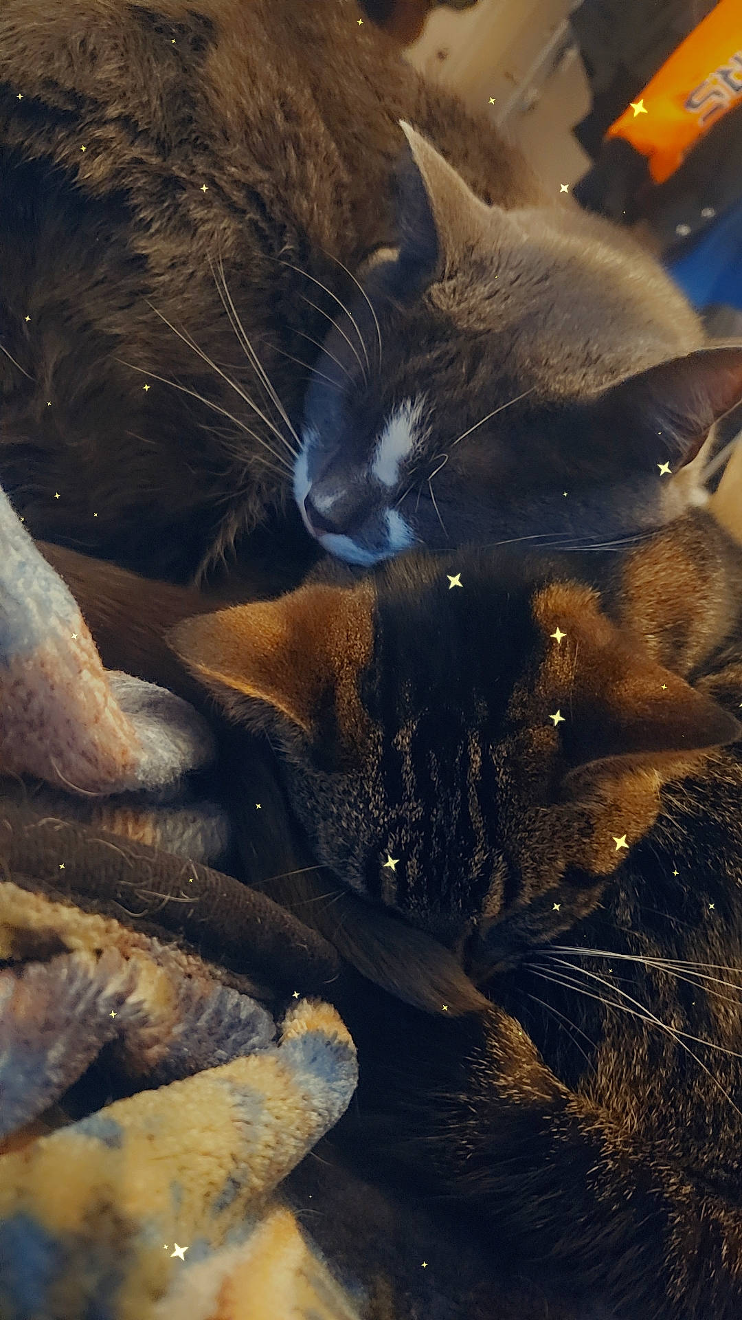 Gato joined the competition — help win amazing prizes! art, black_cat, carnivore, cat, claw, cloud, domestic_short_haired_cat, electric_blue, eye, felidae, fur, paw, plant, sky, small_to_medium_sized_cats, snout, tail, terrestrial_animal, tree, whiskers