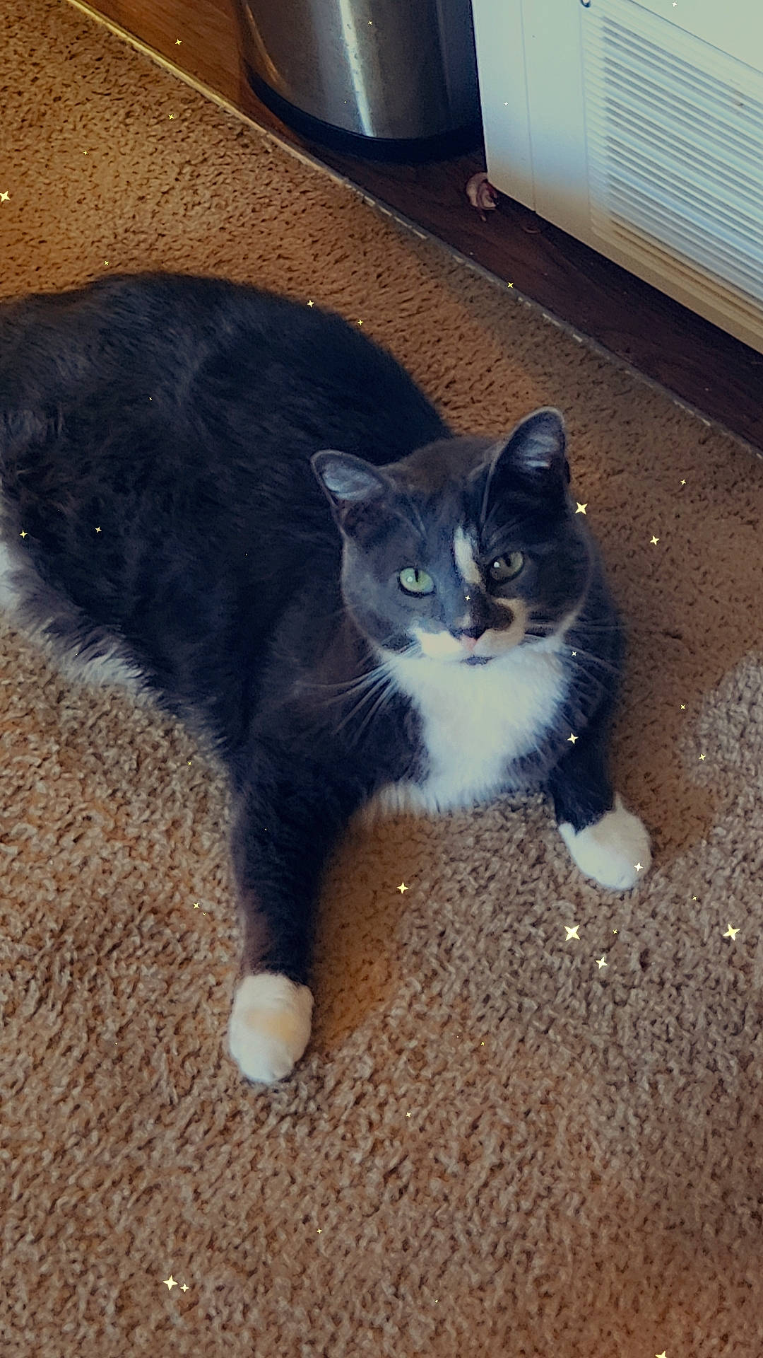 Gato joined the competition — help win amazing prizes! automotive_tire, carnivore, cat, domestic_short_haired_cat, electric_blue, felidae, floor, flooring, flowerpot, foot, fur, grass, grey, paw, road_surface, sitting, small_to_medium_sized_cats, snout, tail, whiskers