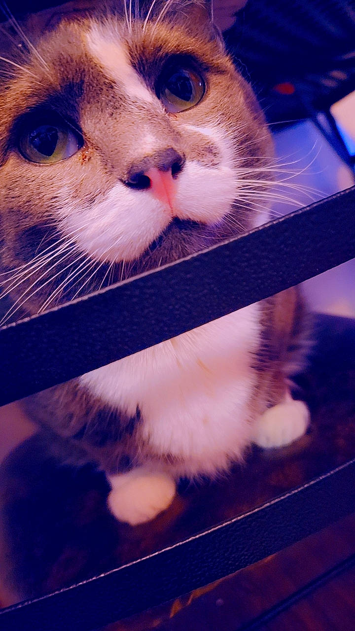 Gato is registered to the contest to win money with this photo: art, carnivore, cat, claw, comfort, domestic_short_haired_cat, fawn, felidae, fur, love, paper_product, paw, pet_supply, photo_caption, rectangle, small_to_medium_sized_cats, snout, square, tail, whiskers