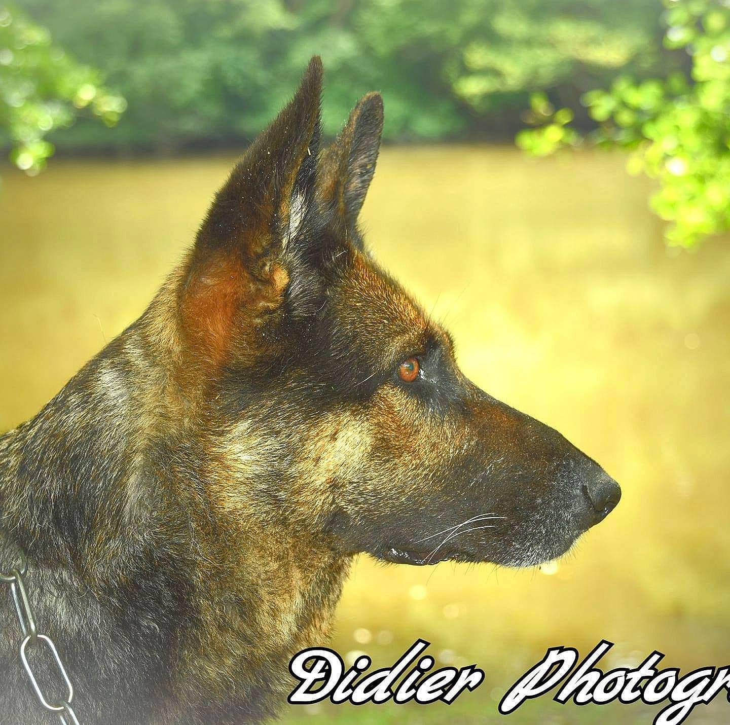 Jana a rejoint le concours — aidez-le/la à gagner de superbes lots ! canidae, canis, carnivore, dog, dog_breed, east_european_shepherd, german_shepherd_dog, guard_dog, herding_dog, king_shepherd, old_german_shepherd_dog, photo_caption, police_dog, snout, stock_photography, working_dog