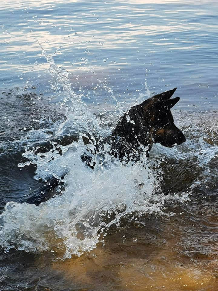 Jana participe au concours pour gagner de l'argent avec cette photo : canidae, carnivore, companion_dog, dog, dog_breed, fluid, hunting_dog, liquid, snout, sporting_group, tail, tide, vertebrate, water, water_resources, watercourse, wave, wind_wave, working_animal, working_dog