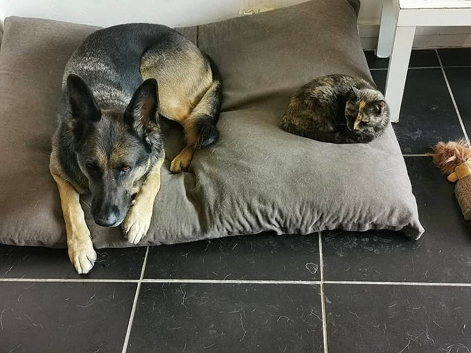 Jana a rejoint le concours — aidez-le/la à gagner de superbes lots ! canidae, carnivore, comfort, couch, dog, dog_breed, dog_supply, floor, grey, pet_supply, snout, sofa_bed, studio_couch, vertebrate, working_animal, working_dog