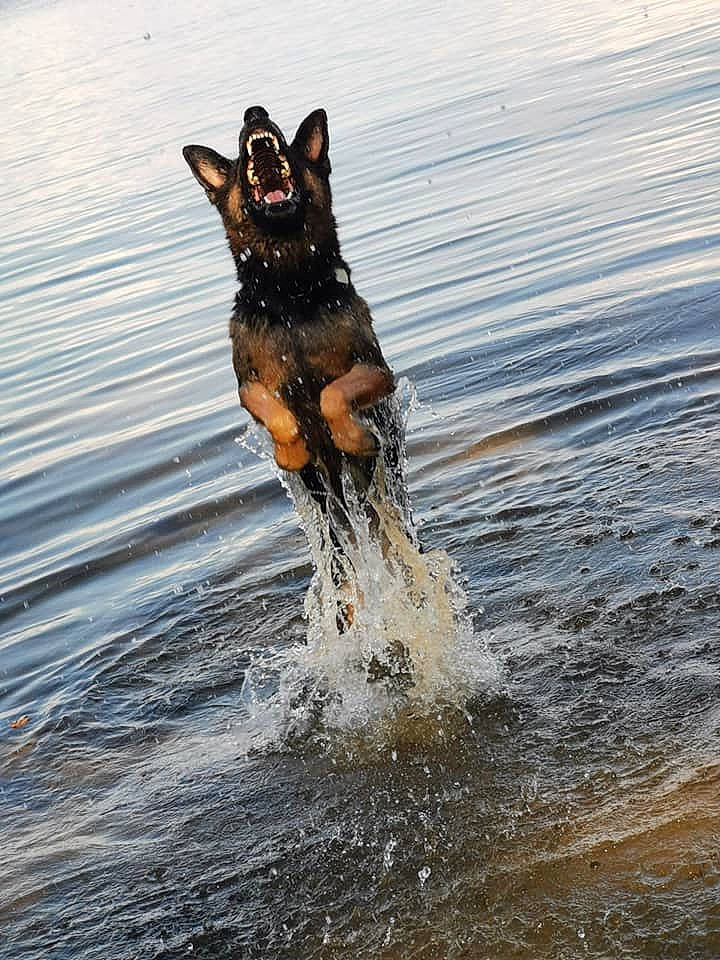 Jana a rejoint le concours — aidez-le/la à gagner de superbes lots ! canidae, carnivore, dog, dog_breed, fluid, guard_dog, herding_dog, hunting_dog, lake, liquid, paw, snout, sporting_group, tail, vertebrate, water_resources, wave, wind_wave, working_animal, working_dog