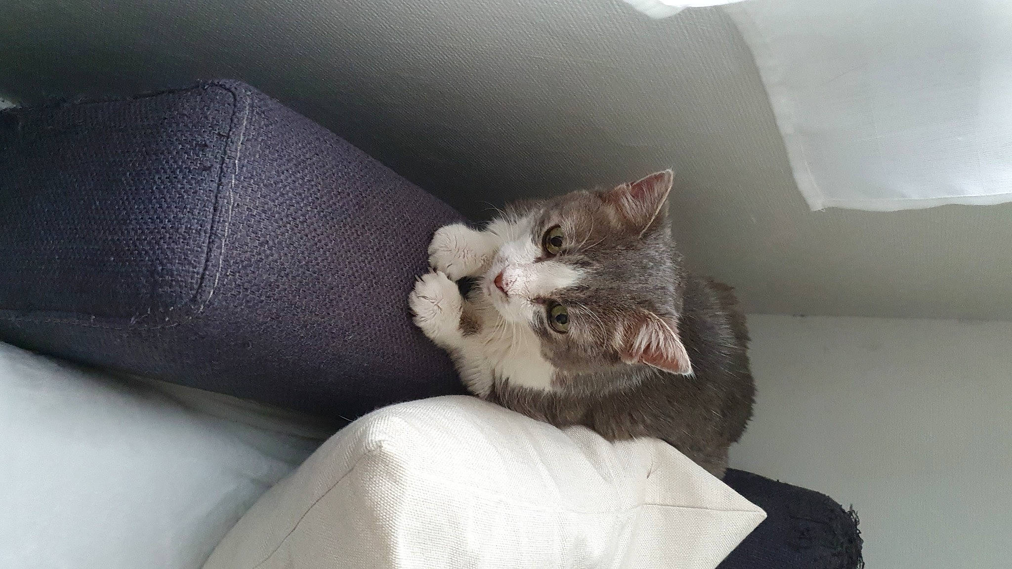Hewel participe au concours pour gagner de l'argent avec cette photo : carnivore, cat, cat_bed, comfort, couch, domestic_short_haired_cat, felidae, fur, grey, linens, paw, room, sitting, slipcover, small_to_medium_sized_cats, tail, whiskers, window