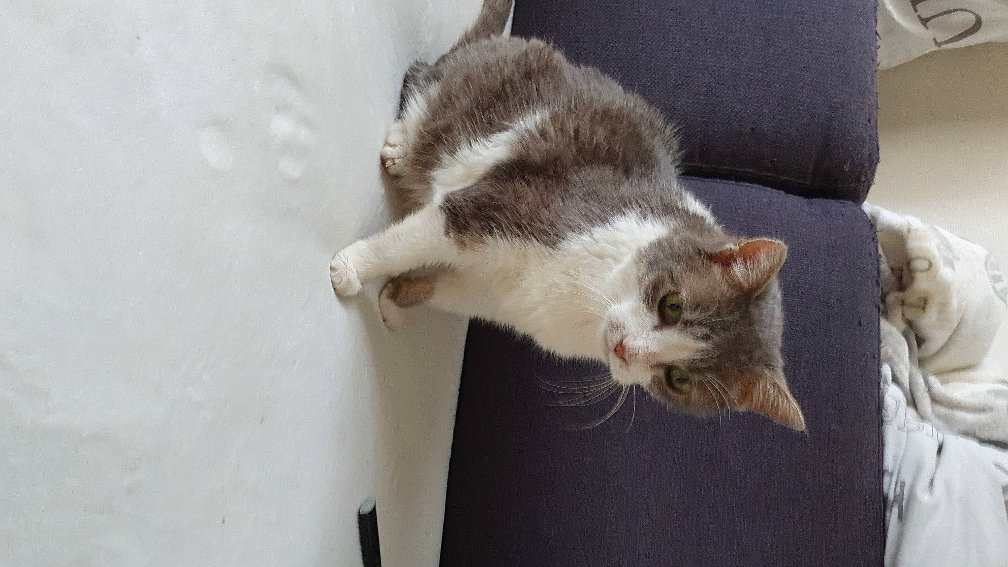 Hewel participe au concours pour gagner de l'argent avec cette photo : carnivore, cat, claw, domestic_short_haired_cat, felidae, fur, paw, small_to_medium_sized_cats, snout, tail, whiskers, wood