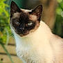 animal, blue_eyes, blurred_background, cat, close_up, cute, ears, face, feline, fur, greenery, looking, mammal, nature, outdoor, pet, portrait, siamese_cat, whiskers, wood