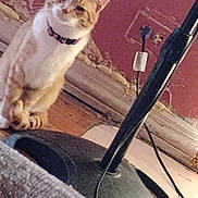 Pantera joined the competition — help win amazing prizes! cat, orange_cat, white_cat, collar, floor, wood_floor, lamp_stand, electrical_outlet, wall, unfinished_wall, cord, indoor, pet, feline, curious, sitting, domestic_animal, household, room, tilted_photo