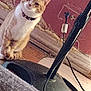 cat, orange_cat, white_cat, collar, floor, wood_floor, lamp_stand, electrical_outlet, wall, unfinished_wall, cord, indoor, pet, feline, curious, sitting, domestic_animal, household, room, tilted_photo