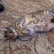 Luna is registered to the contest to win money with this photo: animal, black_shoes, carpet, cat, cozy, curious, domestic, ears, feline, floor, fur, gray_cat, indoor, lying_down, patterned_carpet, paws, pet, relaxed, shoes, whiskers