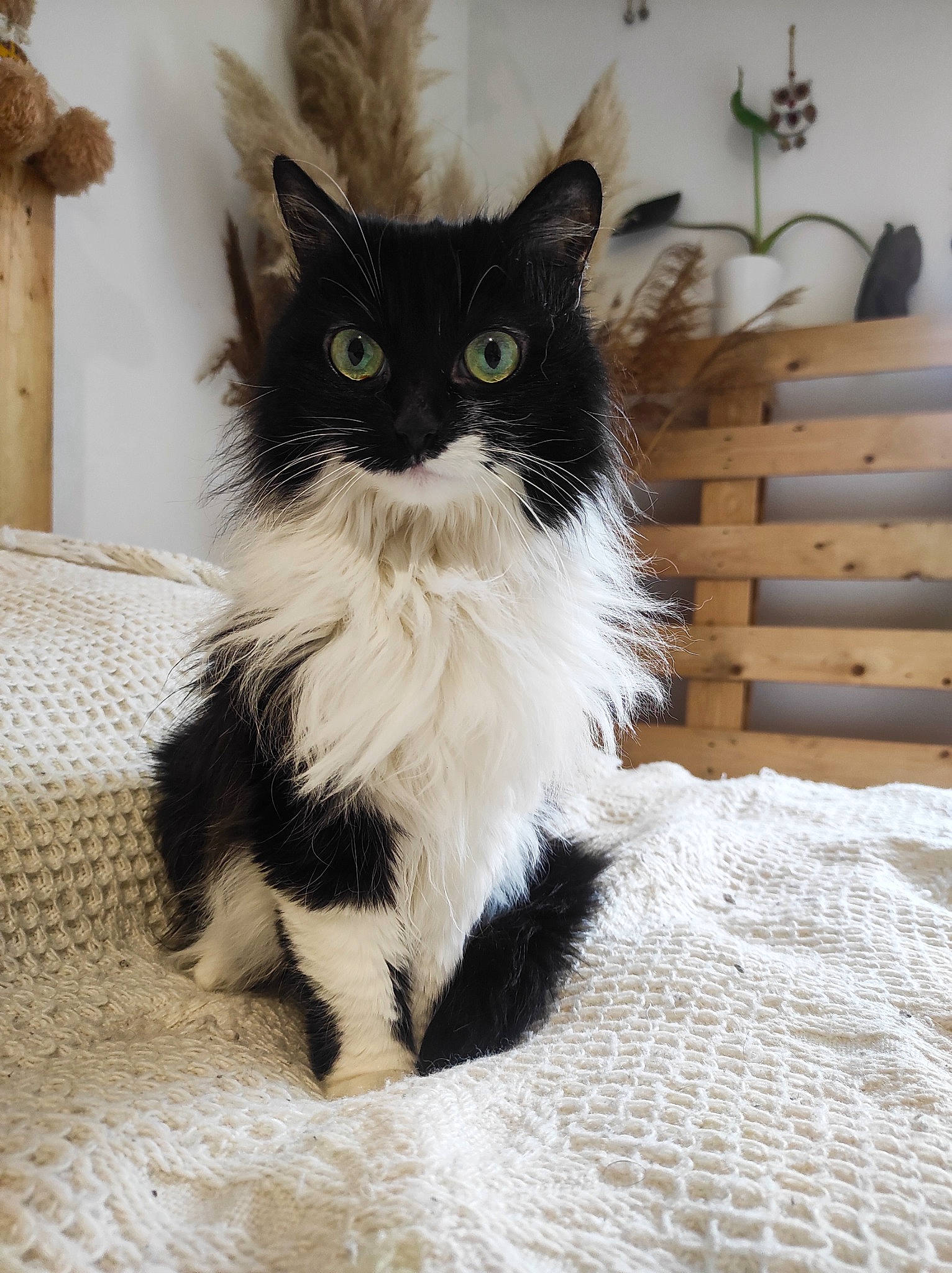 Gisèle a rejoint le concours — aidez-le/la à gagner de superbes lots ! art, black_cat, british_longhair, carnivore, cat, claw, domestic_short_haired_cat, fawn, felidae, fur, hardwood, paw, sitting, small_to_medium_sized_cats, snout, tail, terrestrial_animal, whiskers, window, wood