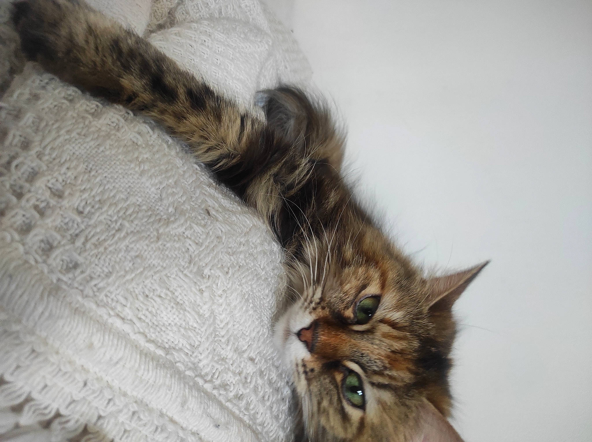 Francine a rejoint le concours — aidez-le/la à gagner de superbes lots ! carnivore, cat, claw, comfort, domestic_short_haired_cat, fawn, felidae, fur, linens, maine_coon, pattern, paw, small_to_medium_sized_cats, snout, tail, terrestrial_animal, whiskers, window, wood