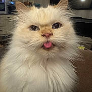 Rupert is registered to the contest to win money with this photo: cat, white_cat, fluffy, long_hair, pet, animal, tongue_out, pink_nose, large_eyes, whiskers, ears, portrait, close_up, indoors, home, couch, furniture, kitchen, funny, adorable