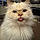 Rupert