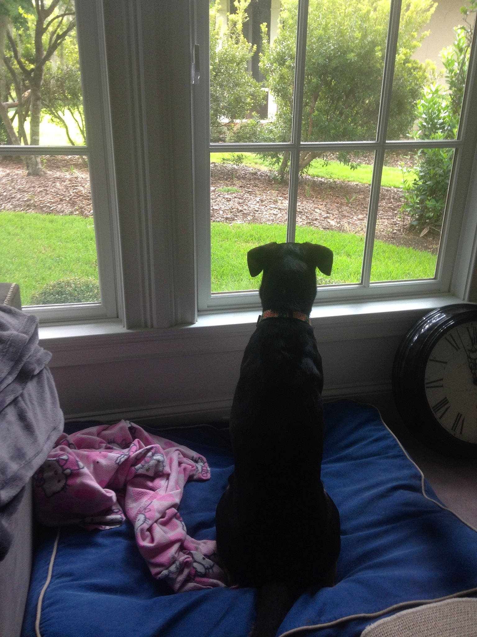 Reilly joined the competition — help win amazing prizes! canidae, carnivore, cat, chair, comfort, couch, dog, furniture, guard_dog, home, non_sporting_group, puppy, room, sitting, sporting_group, sunlight, tints_and_shades, window