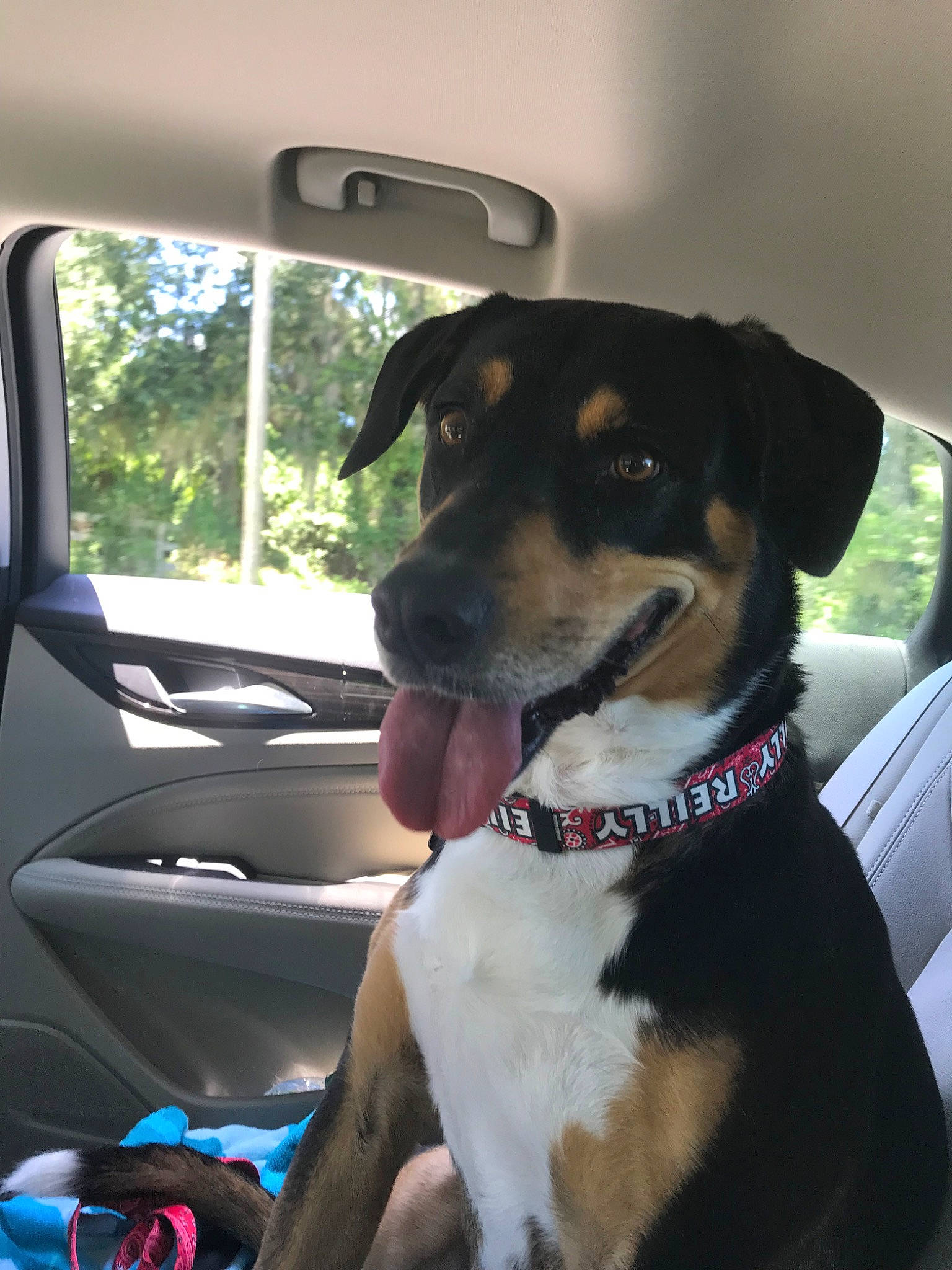 Reilly joined the competition — help win amazing prizes! canidae, carnivore, collar, dog, dog_breed, dog_collar, feist, huntaway, mammal, potcake_dog, seat_belt, smooth_fox_terrier, snout, sporting_group, vehicle