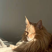 Eywa participe au concours pour gagner de l'argent avec cette photo : cat, ginger_cat, fluffy, long_hair, feline, pet, sleeping, relaxed, sunlight, sunbeam, indoor, blanket, cozy, portrait, close_up, whiskers, ears, fur, resting, warm_lighting