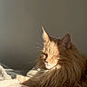 cat, ginger_cat, fluffy, long_hair, feline, pet, sleeping, relaxed, sunlight, sunbeam, indoor, blanket, cozy, portrait, close_up, whiskers, ears, fur, resting, warm_lighting