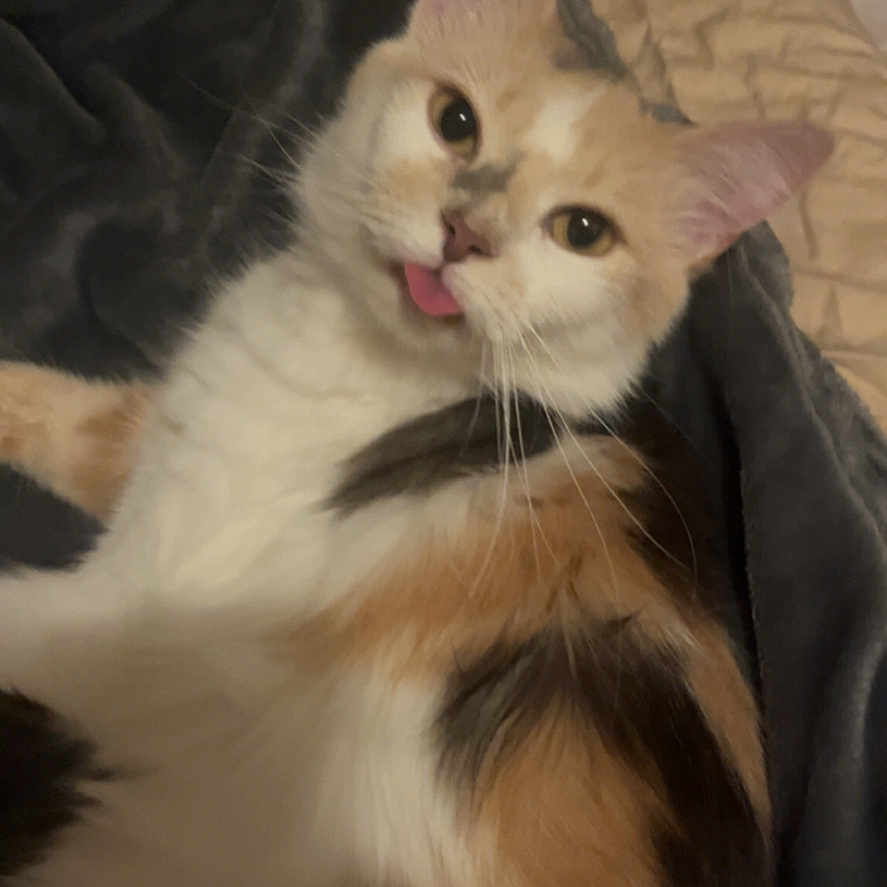 Mae Mae is registered to the contest to win money with this photo: cat, calico, tongue_out, pet, animal, fluffy, fur, blanket, bed, indoor, cozy, relaxed, cute, playful, whiskers, ears, tail, wood_floor, quilt, resting