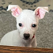 Kilo is registered to the contest to win money with this photo: puppy, dog, white, ears, close_up, indoor, carpet, wood, curious, pet, animal, young, face, snout, small, cute, looking, background, texture, domestic