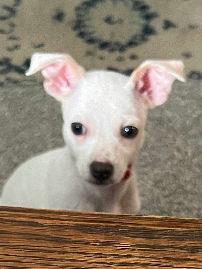 Kilo