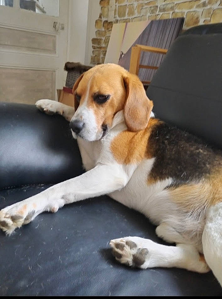 Inox participe au concours pour gagner de l'argent avec cette photo : beagle, beagle_harrier, canidae, carnivore, chair, collar, comfort, companion_dog, couch, dog, dog_breed, fawn, flooring, hardwood, hound, paw, scent_hound, snout, sporting_group, tail