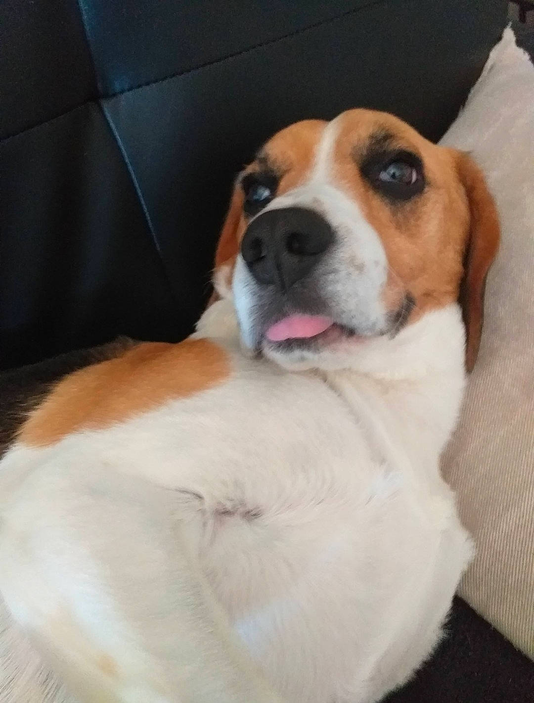 Inox participe au concours pour gagner de l'argent avec cette photo : beaglier, canidae, carnivore, collar, comfort, companion_dog, dog, dog_breed, fawn, fur, giant_dog_breed, head, hound, paw, scent_hound, snout, sporting_group, tail, whiskers, working_animal