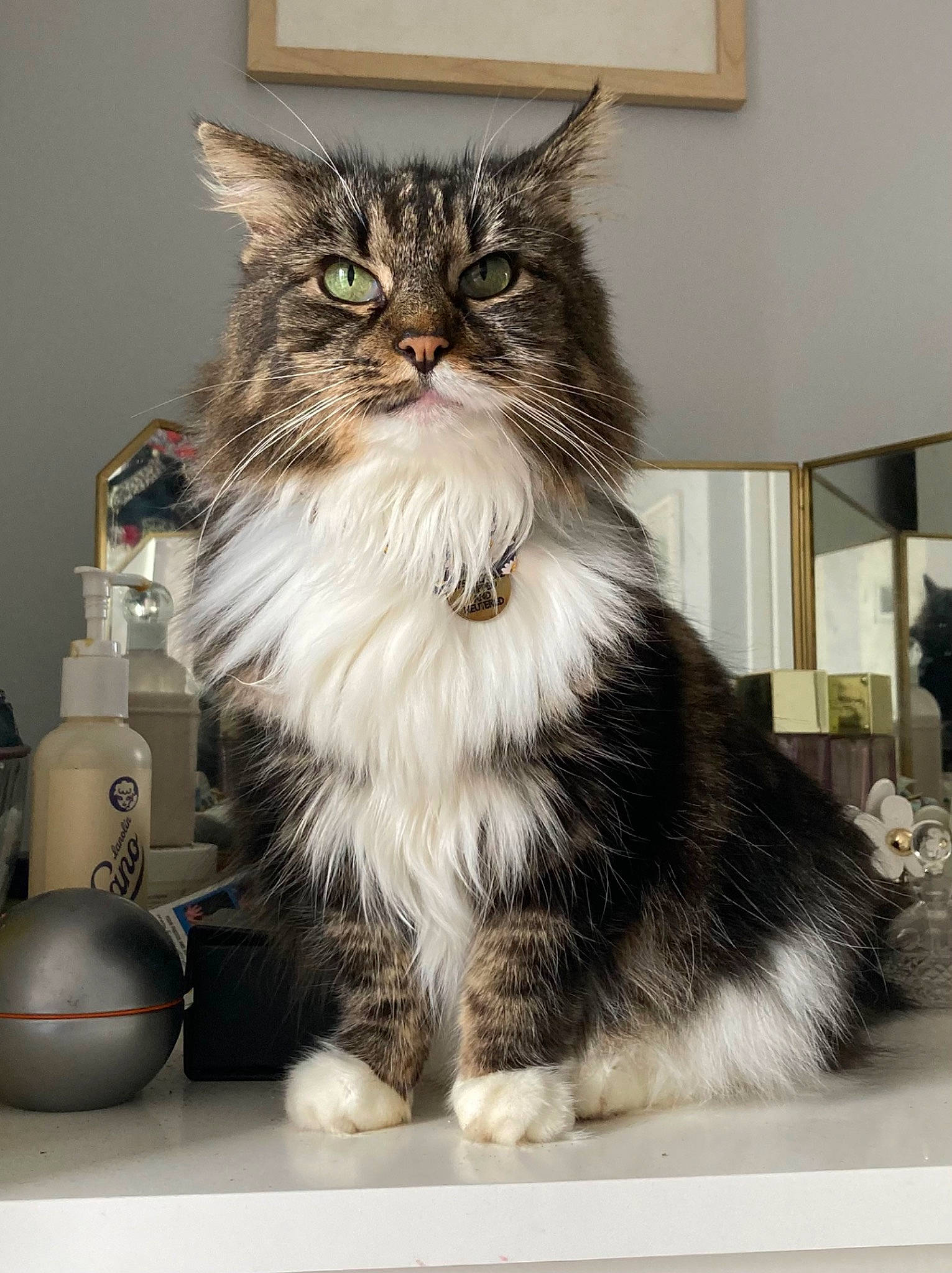 Heidi is registered to the contest to win money with this photo: alarm_clock, box, british_longhair, carnivore, cat, claw, domestic_short_haired_cat, felidae, fur, household_supply, maine_coon, porcelain, serveware, siberian, sitting, small_to_medium_sized_cats, tail, terrestrial_animal, whiskers, window