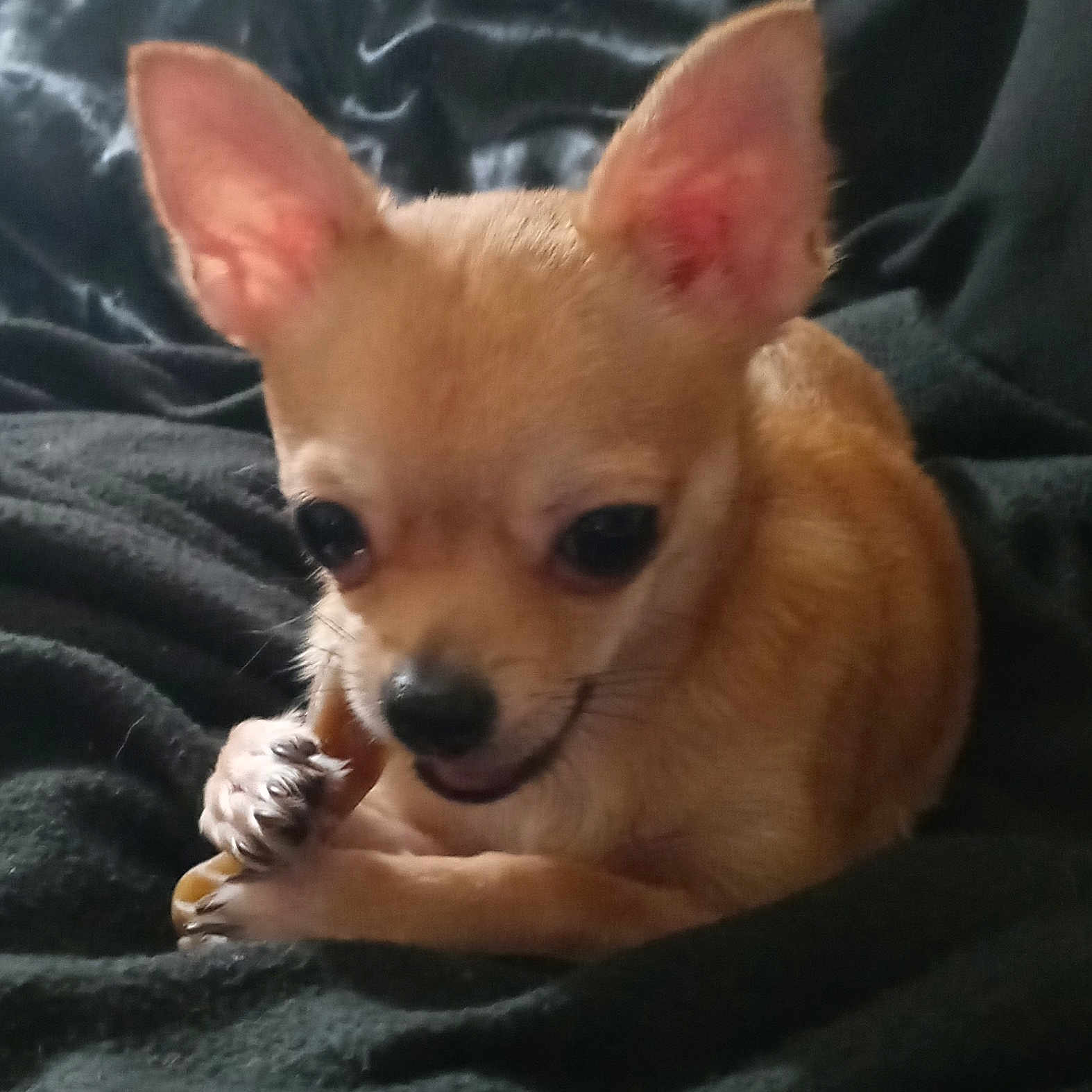 Chichi joined the competition — help win amazing prizes! canidae, carnivore, chihuahua, comfort, companion_dog, corgi_chihuahua, dog, dog_breed, ear, eye, fawn, fur, non_sporting_group, russkiy_toy, snout, sporting_group, terrestrial_animal, toy_dog, whiskers, working_animal