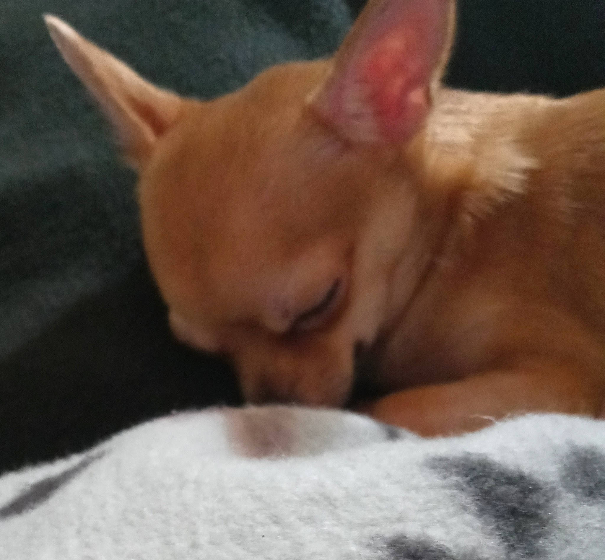 Chichi joined the competition — help win amazing prizes! bored, canidae, carnivore, comfort, companion_dog, corgi_chihuahua, dog, dog_breed, ear, fawn, fur, nap, non_sporting_group, sleep, snout, sporting_group, terrestrial_animal, toy_dog, whiskers