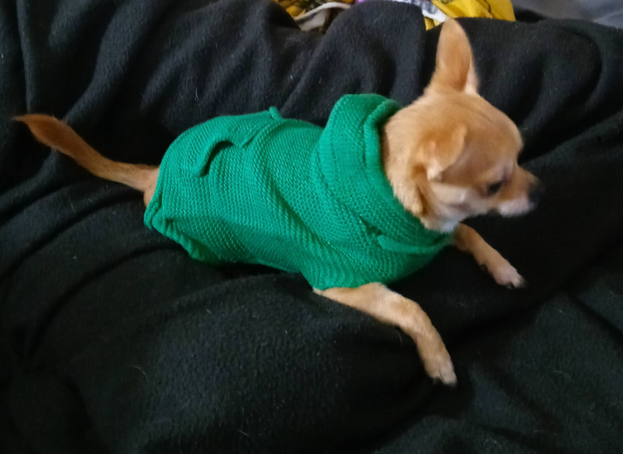 Chichi joined the competition — help win amazing prizes! canidae, carnivore, comfort, companion_dog, dog, dog_breed, dog_clothes, dog_supply, fawn, fur, human_leg, lap, non_sporting_group, sitting, snout, sporting_group, tail, toy_dog, whiskers, working_animal