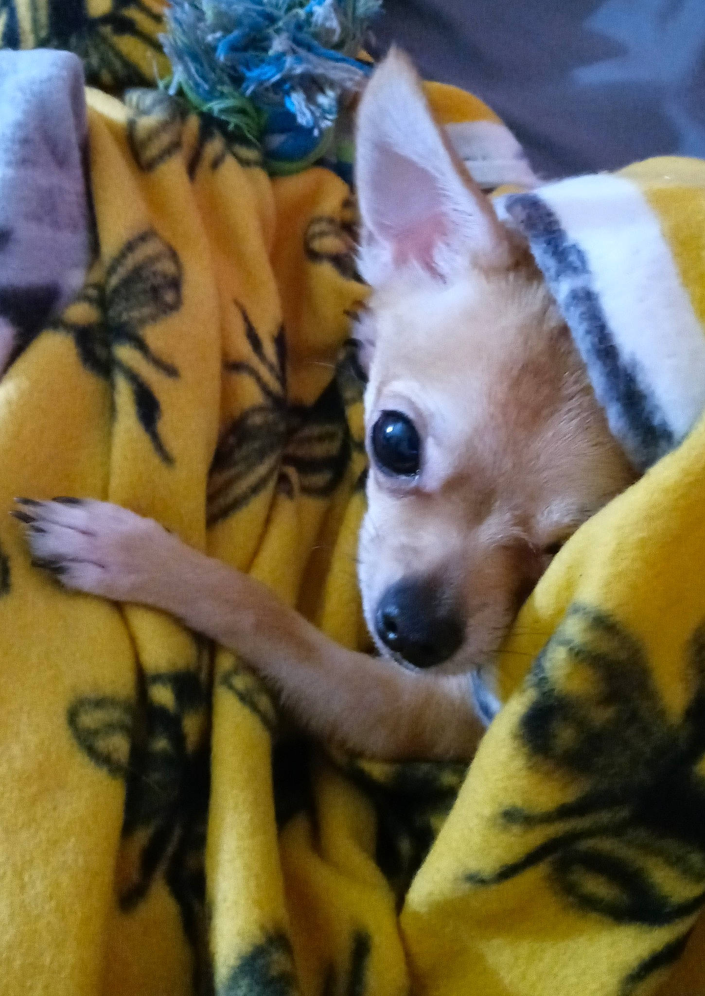 Chichi is registered to the contest to win money with this photo: canidae, carnivore, chihuahua, comfort, companion_dog, corgi_chihuahua, dog, dog_breed, dog_supply, fawn, fur, human_leg, non_sporting_group, pattern, pomeranian, snout, sporting_group, toy_dog, whiskers, working_animal